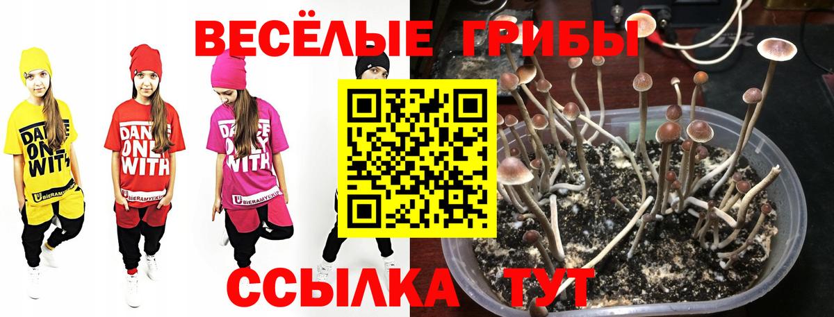 Гусев  где продают наркотики  Галлюциногенные грибы GOLDEN TEACHER  Вход с VPN  Галлюциногенные грибы Psilocybe 